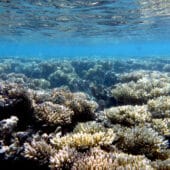 Кораллы, которые исследовали ученые