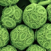 Кокколитофориды — одноклеточные водоросли