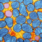 Митохондрии адипоцитов под электронным микроскопом