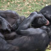 Групповые объятья бонобо