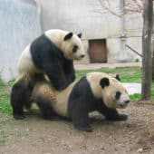 спаривание панд