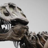 Скелет тираннозавра
