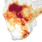 Сильная засуха в Южной Африке привела к массовой гибели скота и урожая