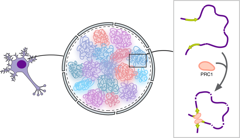 Слева — нейрон, в центре — его ядро, справа — репрессивные контакты ДНК / Илья Плетенев / Сколтех