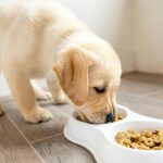 Пользу веганской диеты для собак поставили под сомнение