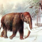 Биологи подсчитали, сколько мамонтов смогло бы выжить на современной Аляске