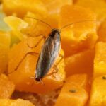 Биологи выяснили, как тараканы расселились по всему миру
