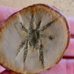 Палеонтологи описали необычное ископаемое паукообразное с колючками на лапах