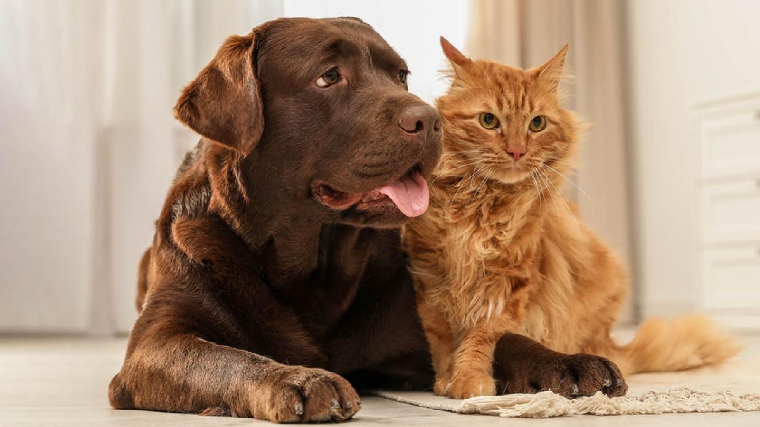 Фото собаки и кошки вместе на красивом фоне в квартире