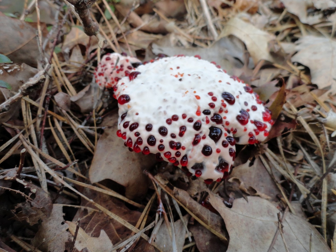 Самые страшные грибы в мире фото