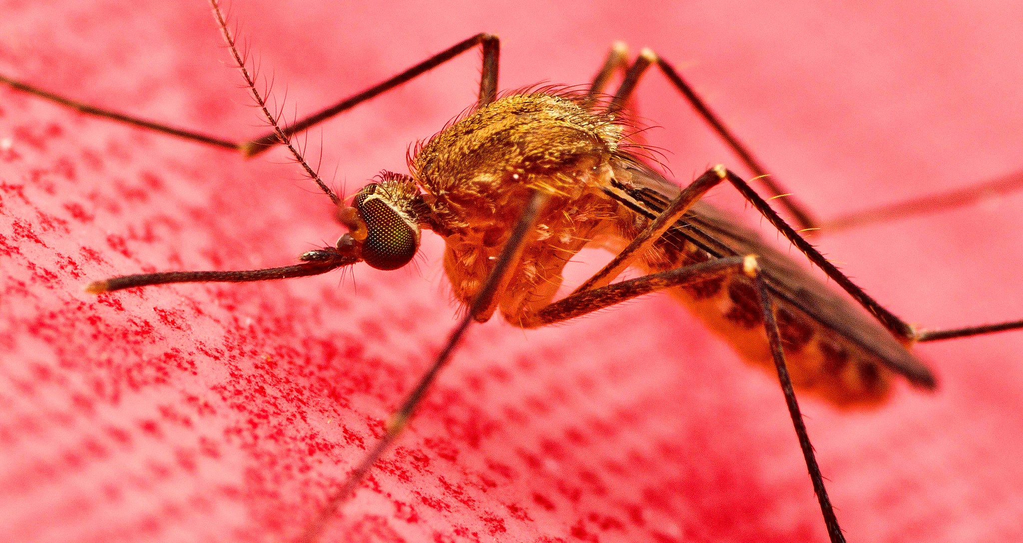 Оранжевый комар. Комары. Глаза комаров. Комар красного цвета. Цвет комара.