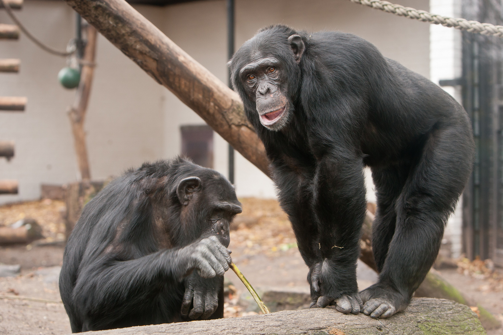 Бонобо — Википедия