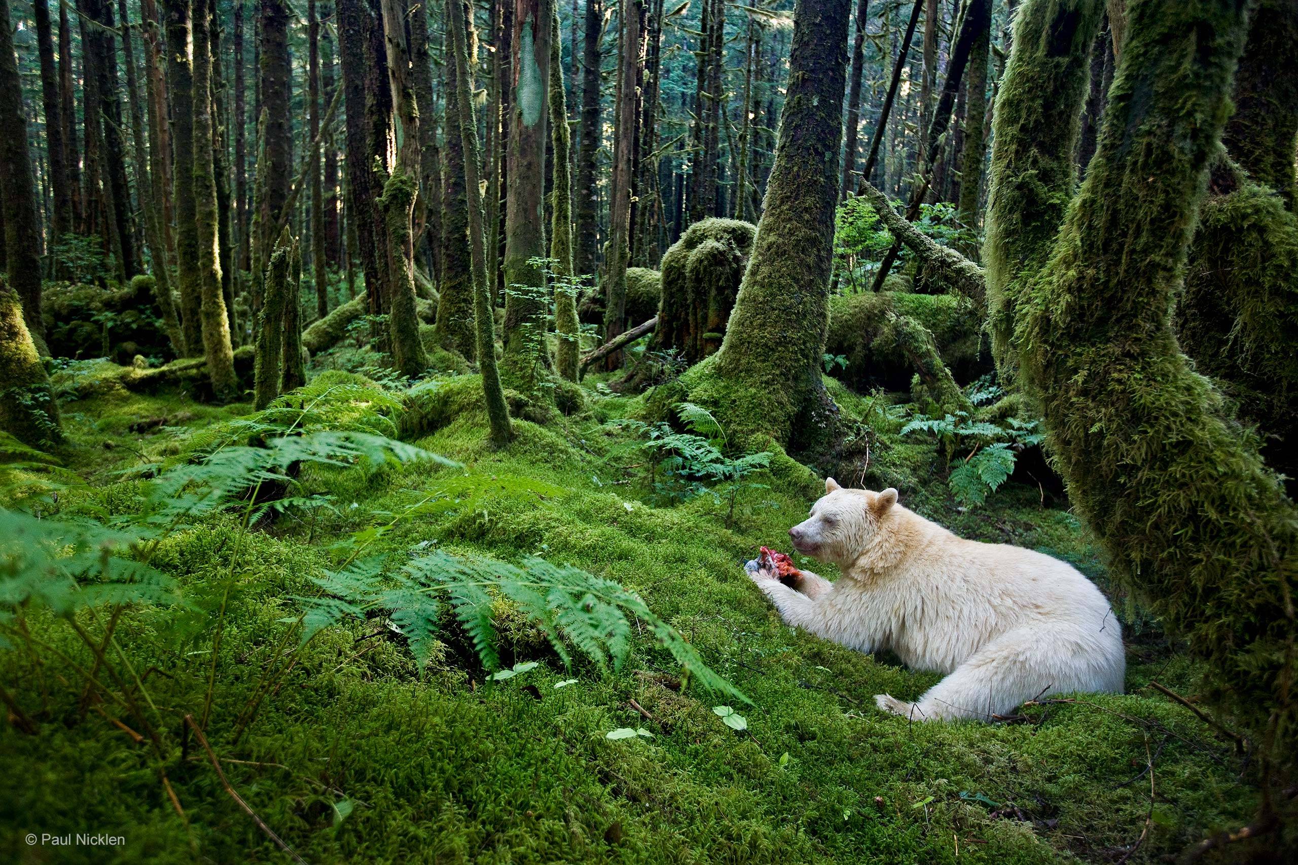 Дайте дикую природу. Great Bear Rainforest Канада. Дождевой лес Британская Колумбия. Звери в лесу. Лесные обитатели.