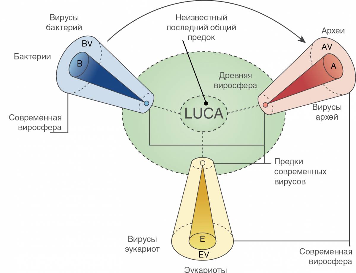 Гипотезы происхождения вирусов. Гипотезы происхождения вирусов кратко. Регрессивная гипотеза происхождения вирусов схема. Схема возникновения вируса. Вирусы теория.