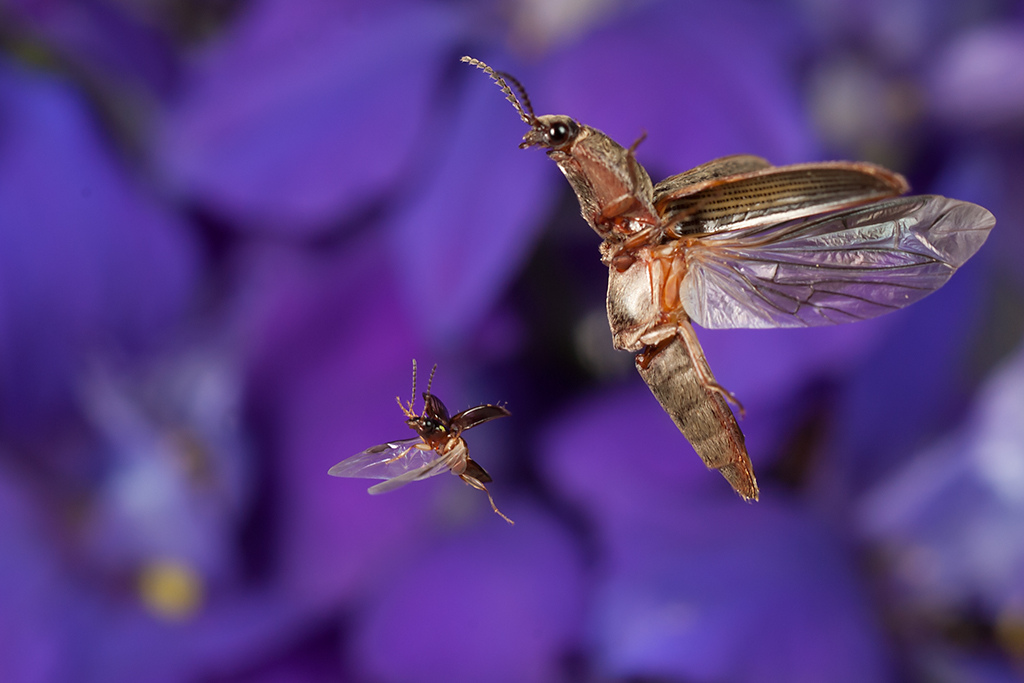 Жуков полечу. Летающие насекомые. Полет насекомых. Летающие майские насекомые. Ночные летающие насекомые.
