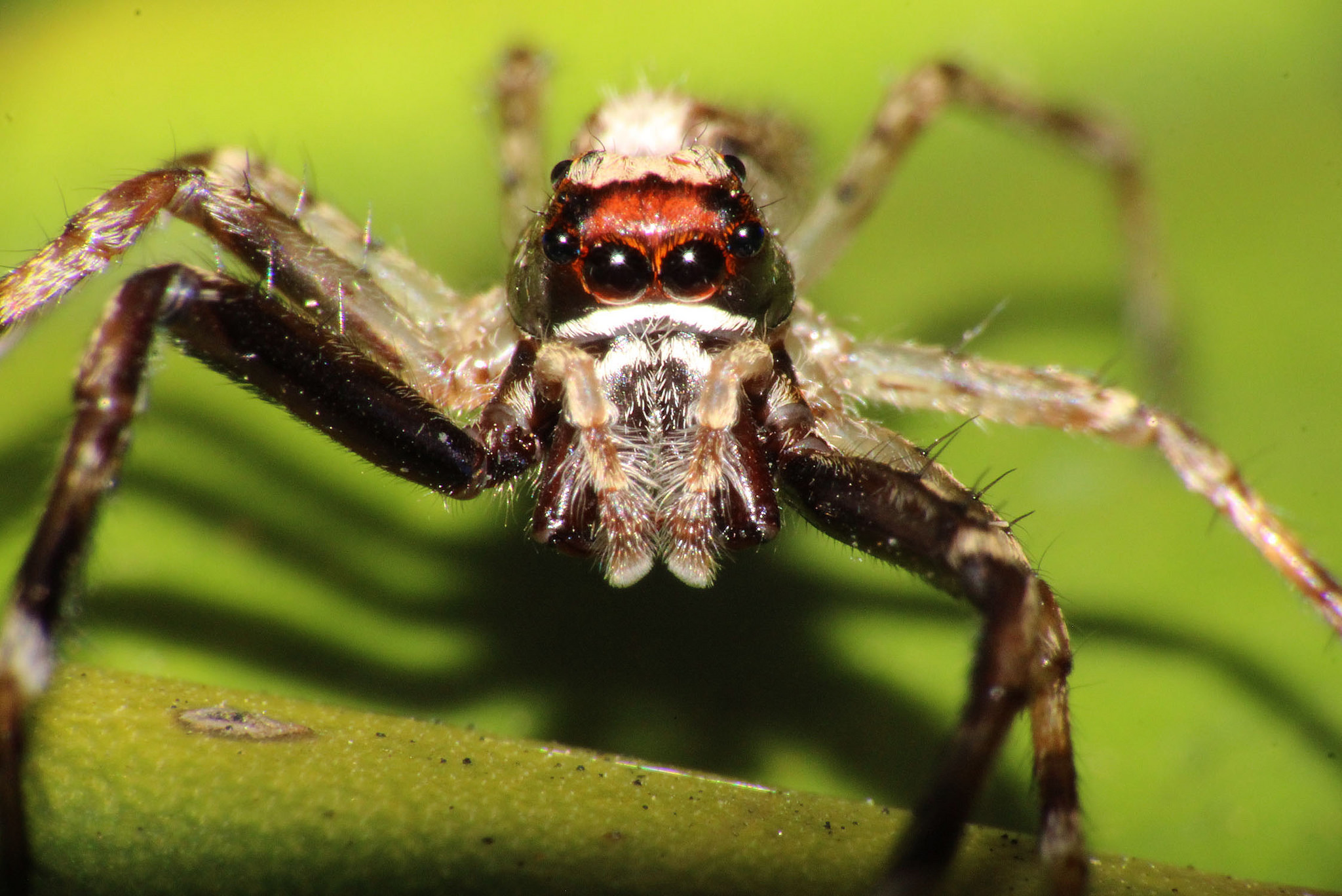 Самые самые паукообразные. Паук Арахнид. Бразильский Странствующий паук. Паук краб Арахнид. Древние пауки Арахниды.