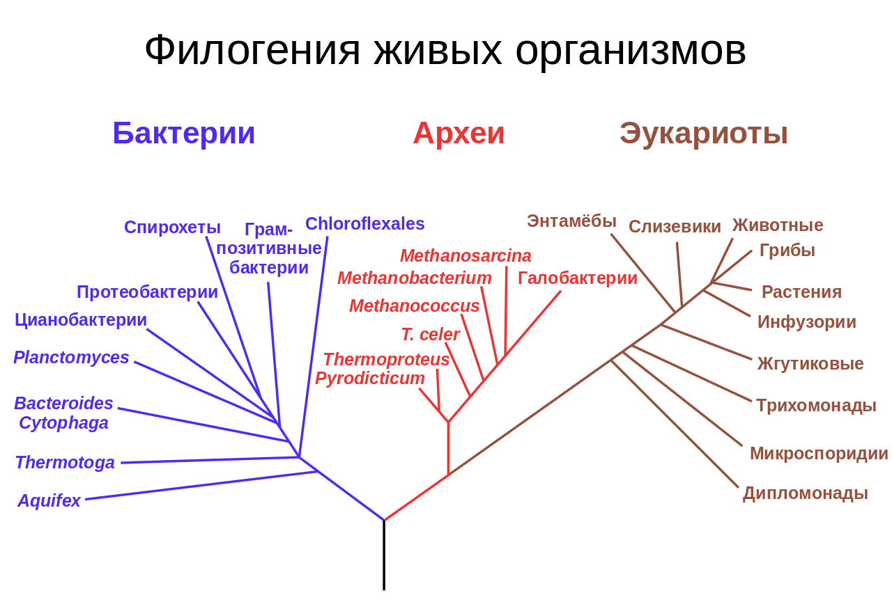 Общая схема филогенетического цикла. Филогенетическое дерево эукариот. Систематика живых организмов схема. Филогенетическое Древо живых организмов.