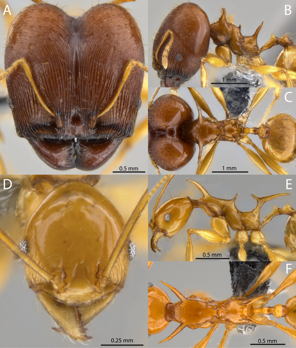 Солдат (наверху) и рабочий (внизу) Pheidole viserion © Eli M. Sarnat Georg Fischer Evan P. Economo