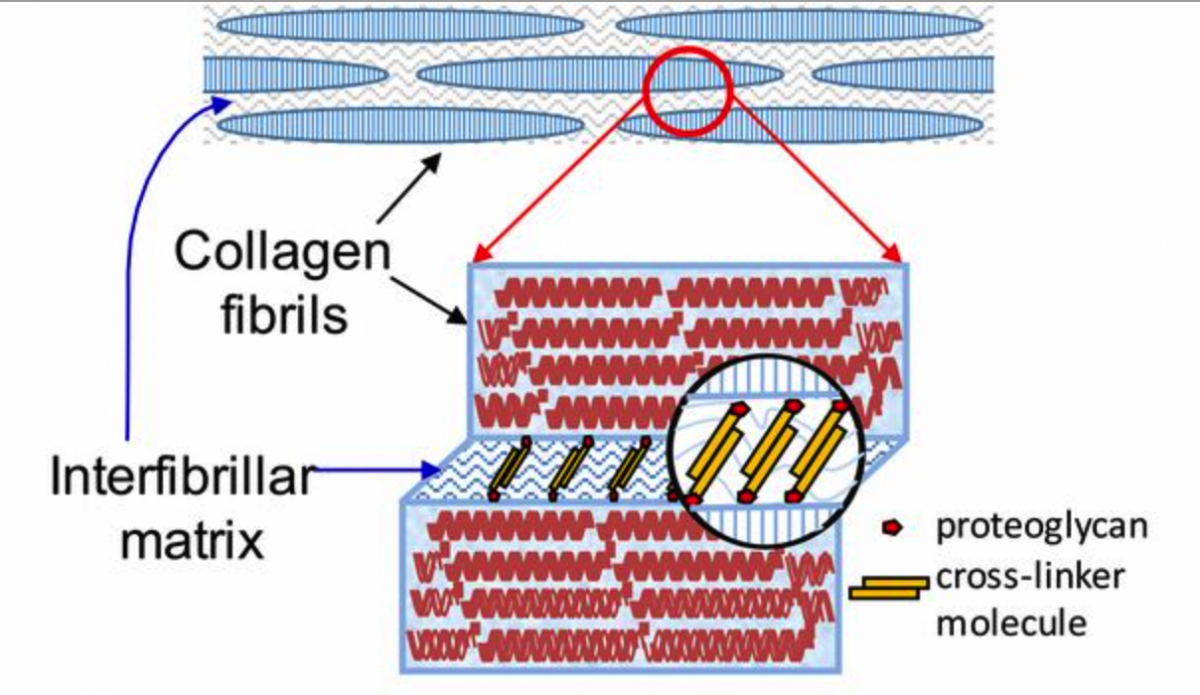 ©Jingyi Mo et al., 2016 ©Jingyi Mo et al., 2016