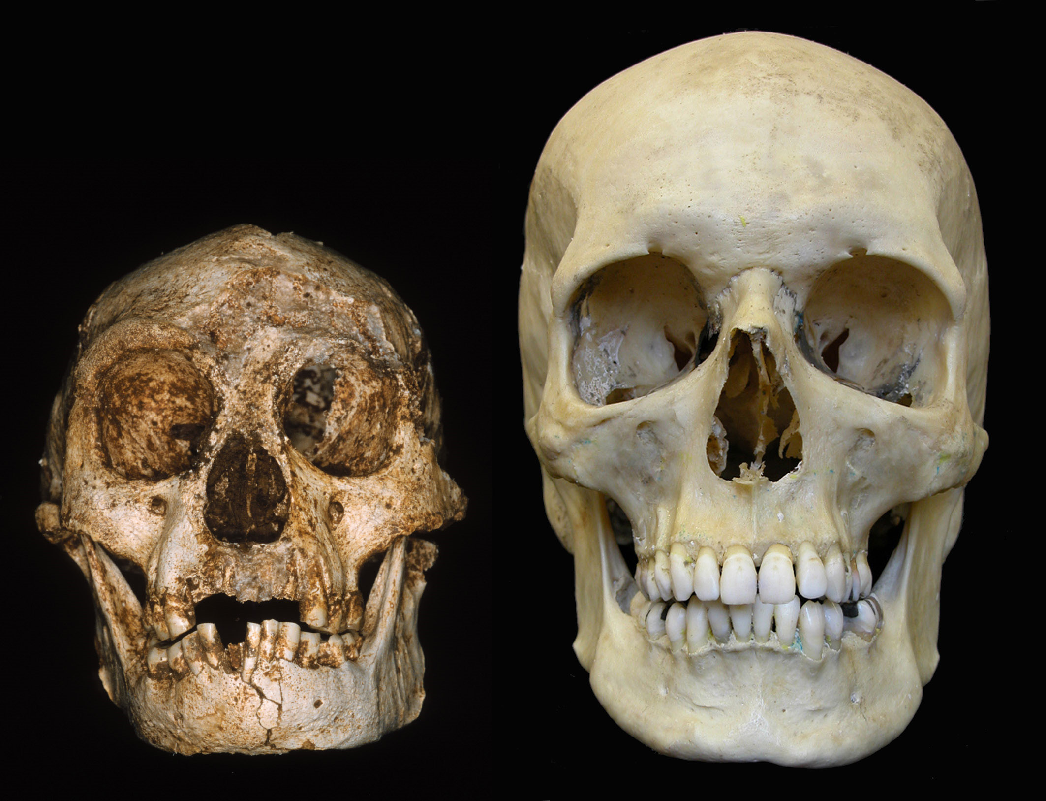Самый древний череп человека. Флоресский homo floresiensis —. Флоресский человек череп.