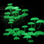 люминисцентные грибы