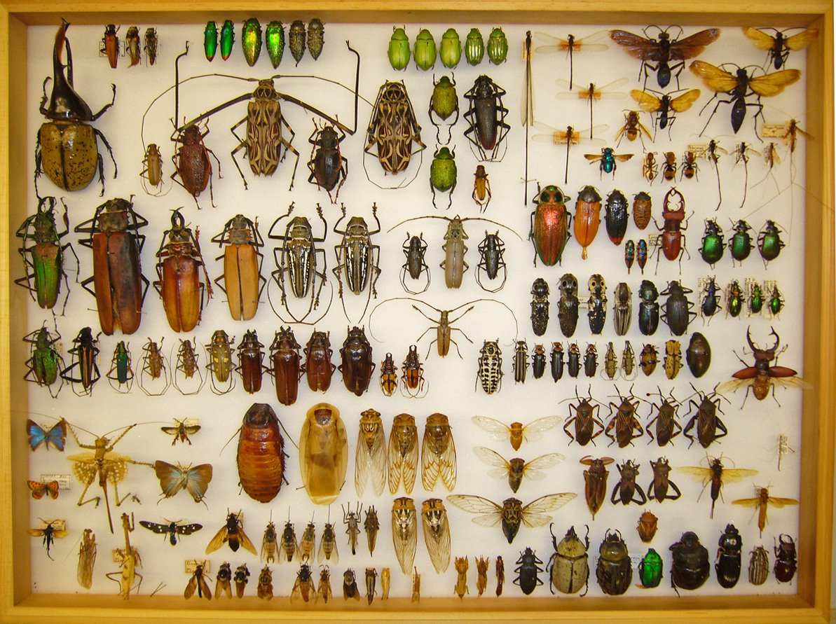 Питание жуков и других насекомых