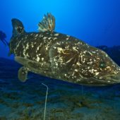 1-coelacanth-sodwana-bay-south-africa_laurent-ballesta