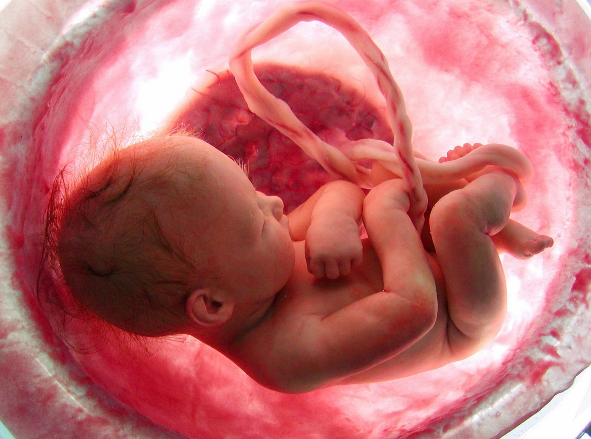 Развитие ребенка в утробе: уникальные фото от зачатия до родов