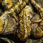Ученые выяснили, почему змеи лишились ног
