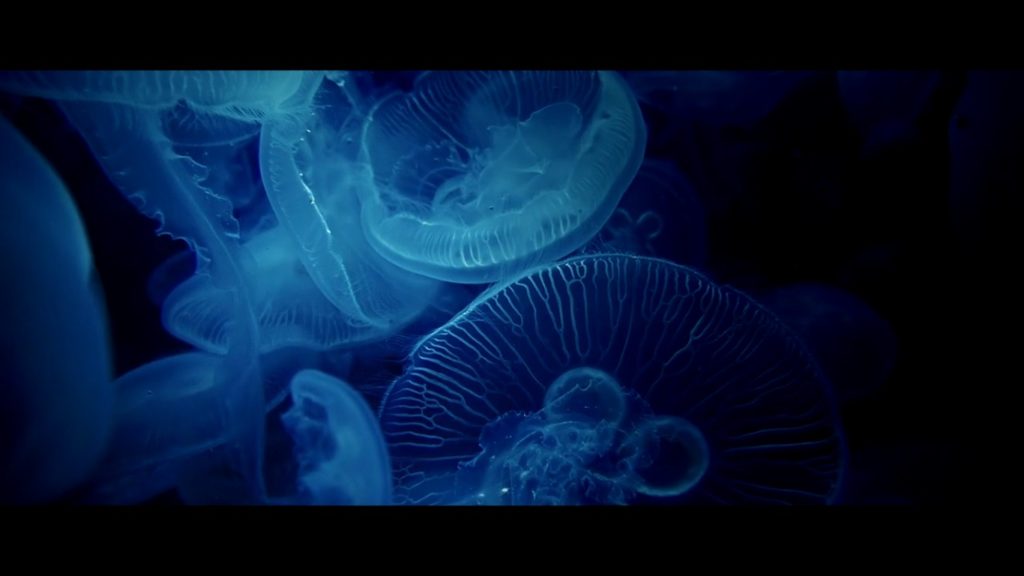Магия подводного мира – иллюстрация к материалу на Naked Science