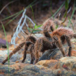 Глобальное потепление привело к появлению ядовитых тарантулов на Южном Урале