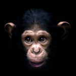 Мозг человека оказался «гибче», чем у шимпанзе