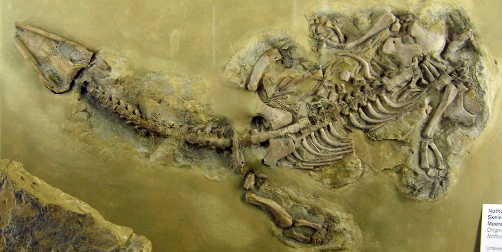 1280px-Nothosaurus