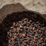 Ученые: от старческого слабоумия спасет какао