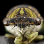 Ученые выяснили, как поют «немые» цикады