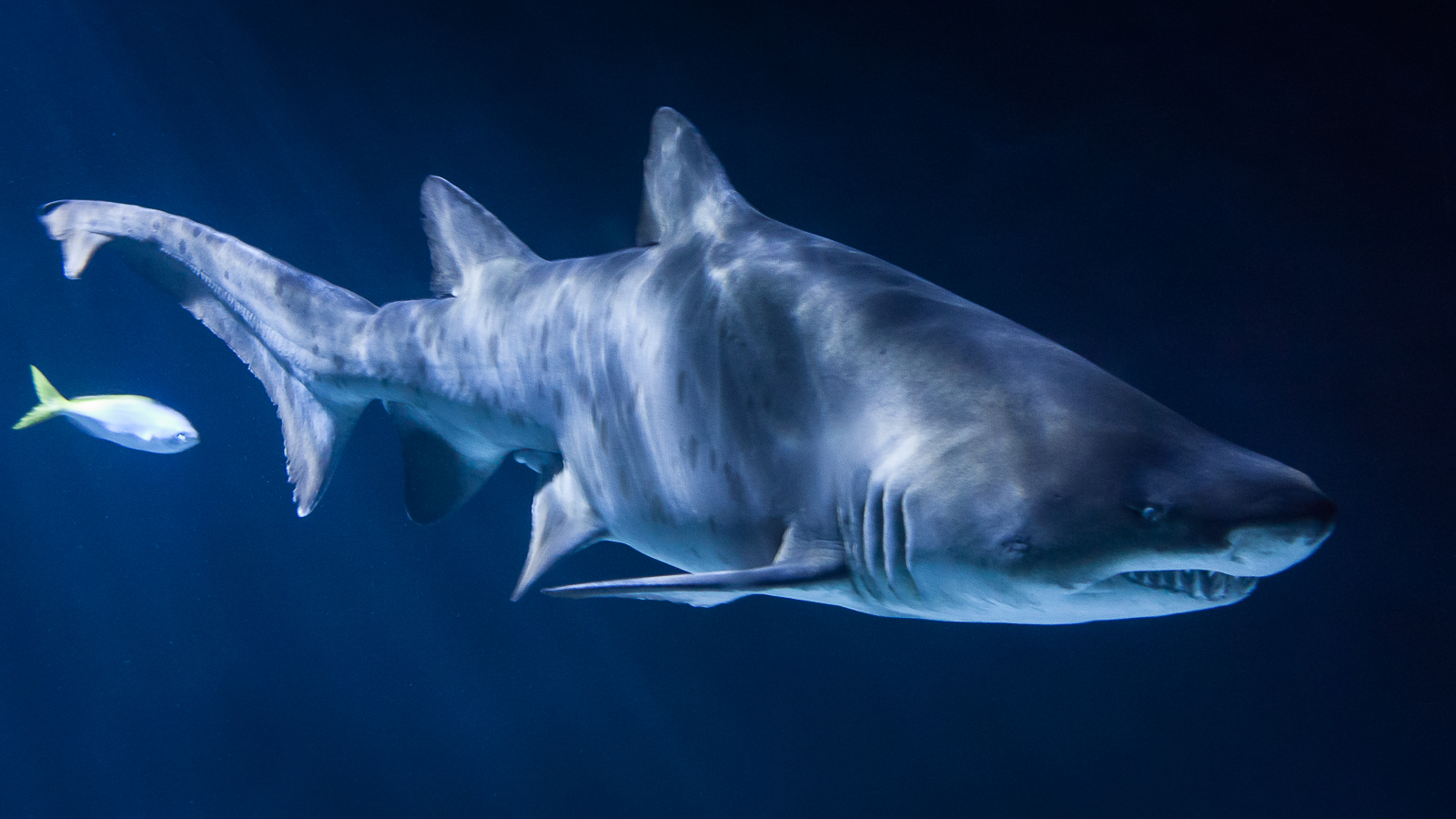 Белокрылая акула