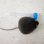 Гормон голода грелин продлил мышам жизнь