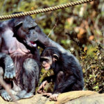 Ученые: Шимпанзе ухаживают за своими инвалидами