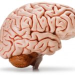 «Логического» и «эмоционального» полушарий мозга не существует, – ученый