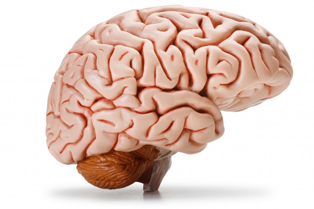 20-things-you-probably-didnt-know-about-the-human-brain