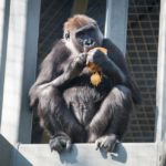 Геном гориллы Сюзи на 99% совпал с человеческим