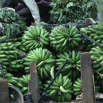 Ученые создали специальные бананы для африканских детей