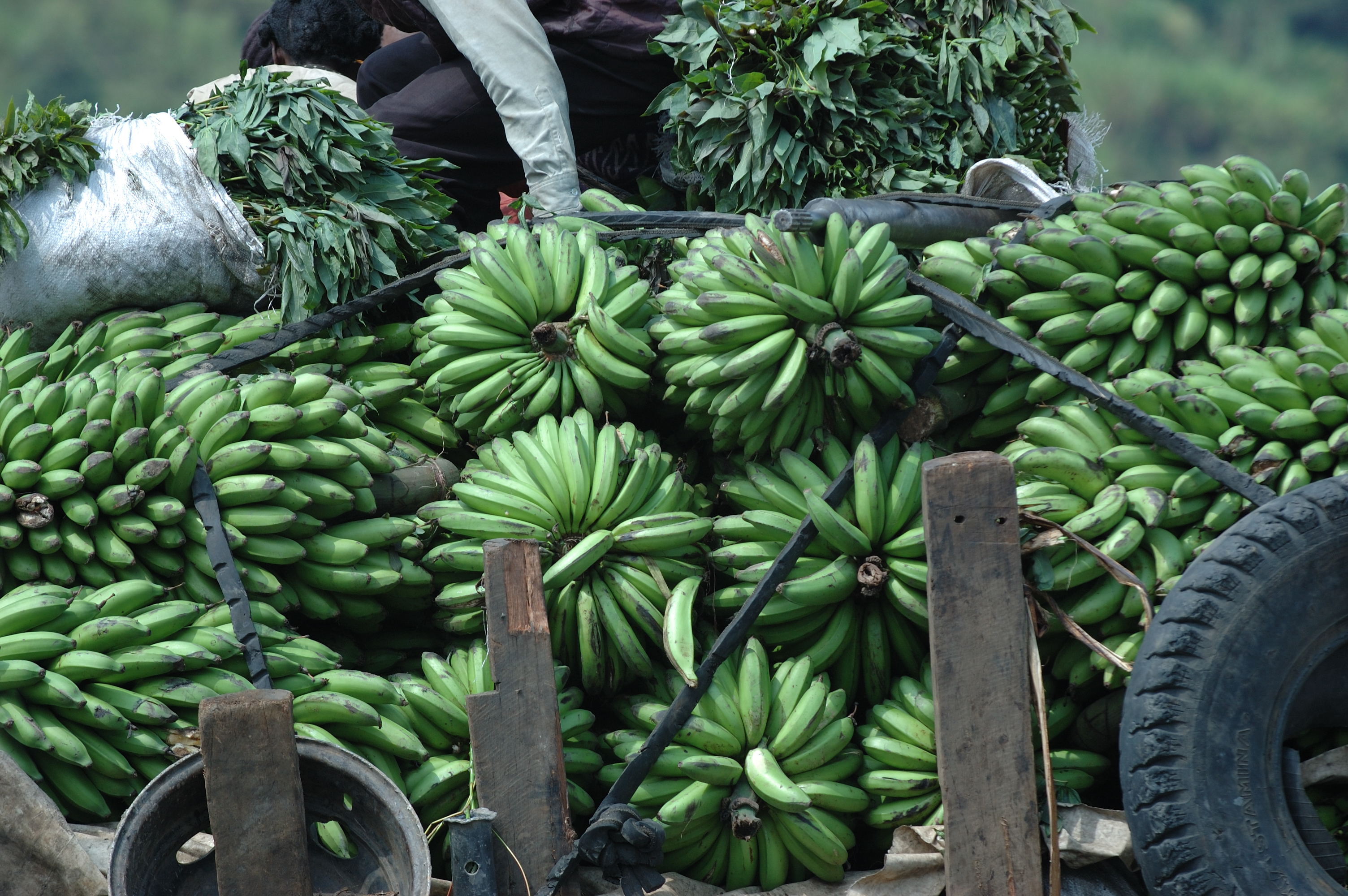 Ученые рассказали о пользе зеленых бананов в борьбе с онкологией
