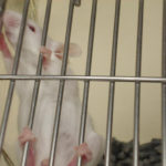 Бег помог замедлить рост раковой опухоли у мышей