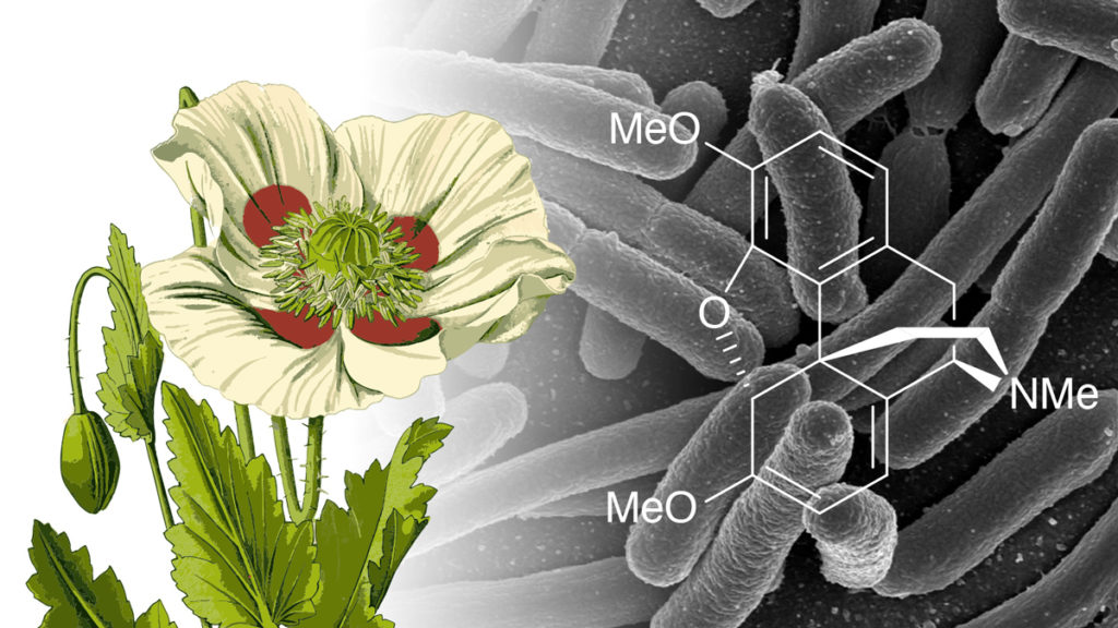 3-geneticallym