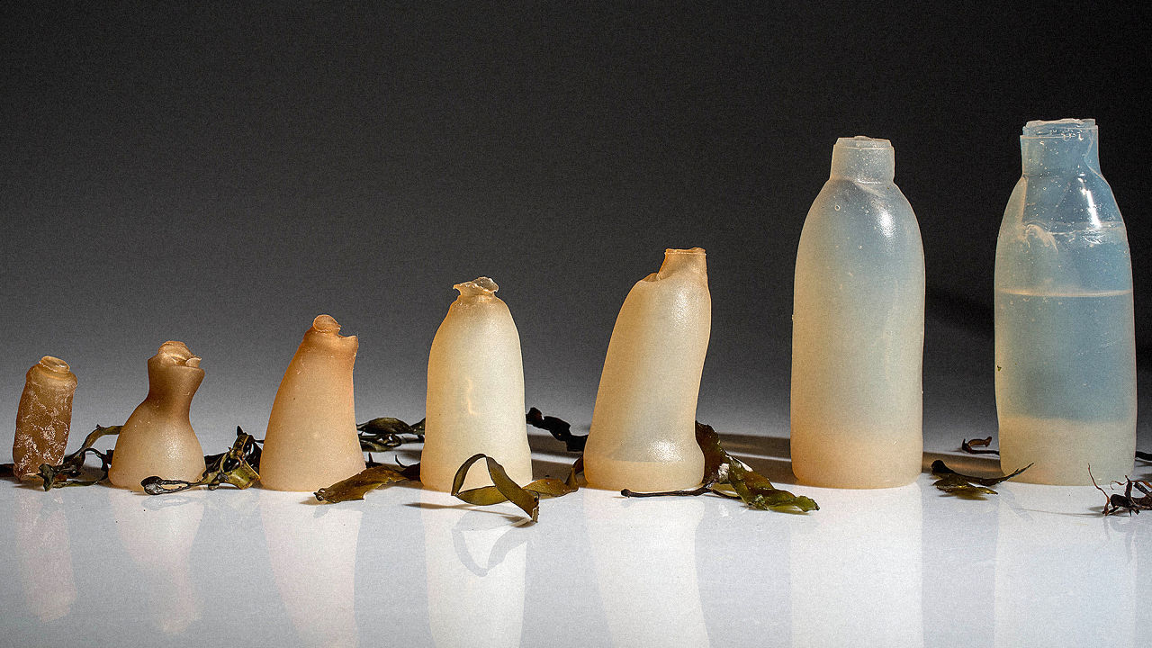 Исландский студент изобрел экологически чистые бутылки из водорослей