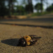 30_dead_bumblebee_4nn