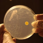 Обнаружена бактерия, быстро размножающаяся в космосе