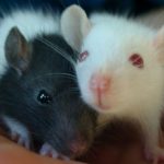 Интимную жизнь мышей контролирует их нос