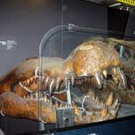 Найдены останки доисторического чудовища весом около 3 тонн